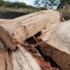 Seasoned Logs Hardwood Bulk Bag - Image 7