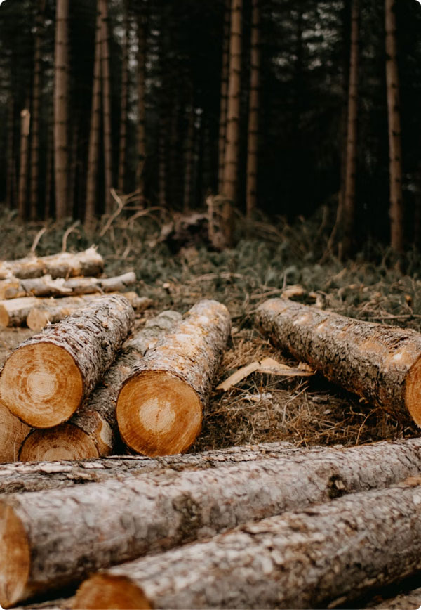 Redditch Tree Felling Surgery Logging